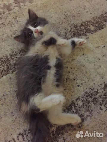 Котёнок в добрые руки Котёнок в добрые руки