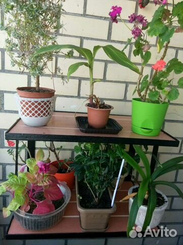 Полка. Зеленоград