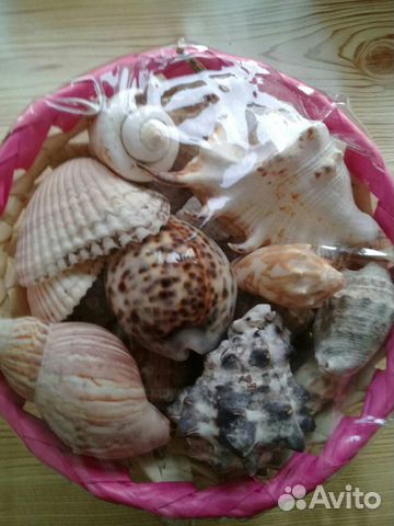 Набор ракушек подарочный