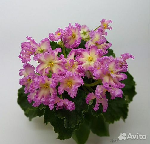 Сортовые фиалки