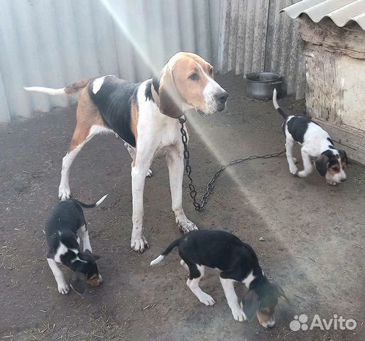 Русский гончие ставропольский край. Выжлецы русской пегой гончей. 4 Месячные щенки русской пегой гончей