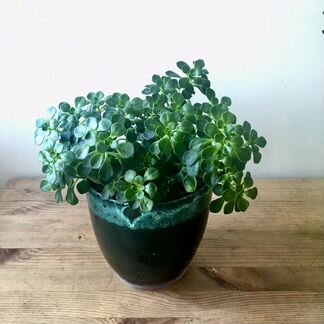 Суккуленты