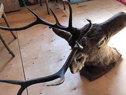 Авито олень. Рога изюбра. Голова изюбра. Головы чучело. На авито голова оленя.