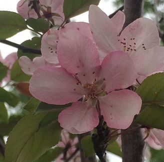 Яблоня декоративная ‘Ola’