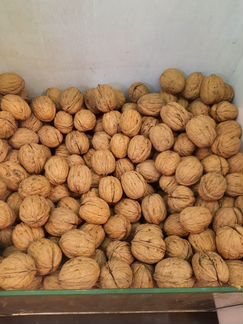 Грецкий орех в скорлупе, Узбекистан