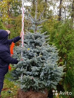 Ель голубая Фат Альберт 2,25м