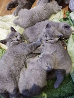 Кот Британец на вязку