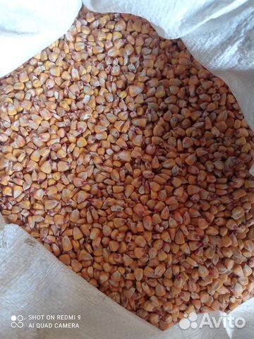 Рожь. Горох. Ячмень