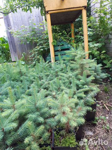 Ель голубая, саженцы круглый год