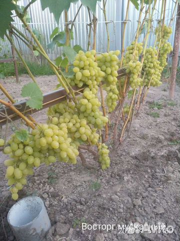 Черенки винограда