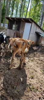 Корова Джерси айшир молочная бык нетель телята - фотография № 6