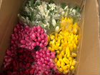 Бизнес на продаже тюльпанов на 8 марта объявление продам