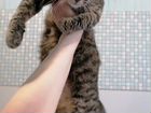Котёнок полосатый (европейская гладкошерстная) объявление продам