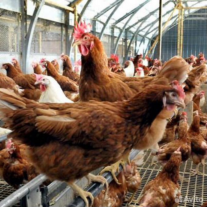 Цыплята хайсекс уайт. Кроссов хайсексов. Хайсекс белые куры. Видео с курами. Куры несушки коралл ник.