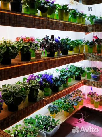 Фиалка стартер