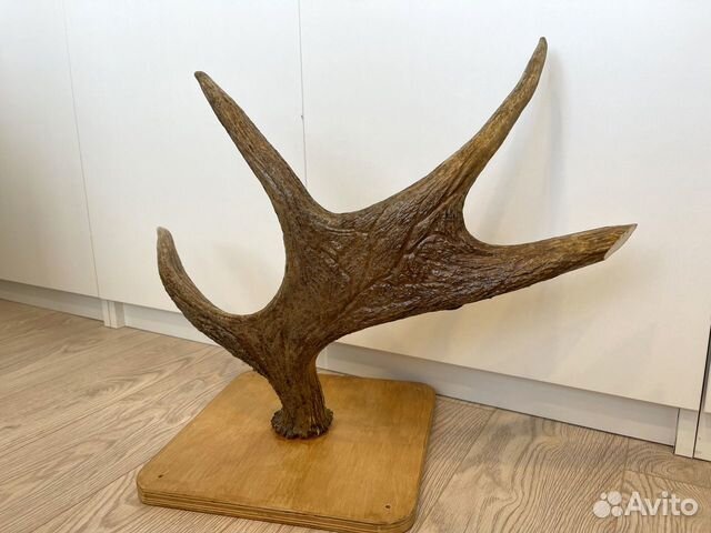 Продам рога Лося