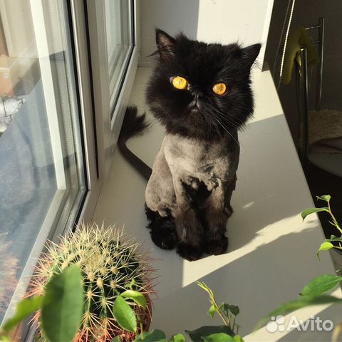 Стрижка кошек с выездом