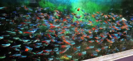 Неон голубой