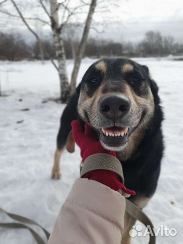 Собаку-улыбаку Макса совсем никто не замечает