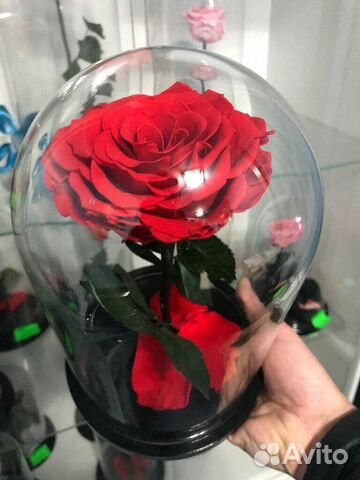 Роза в колбе Кинг (Экстра)