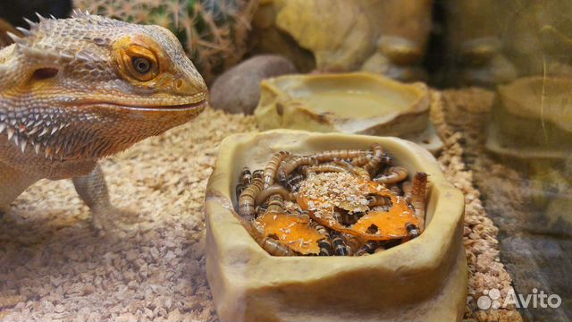 Корм живой (сверчки, червячки, тараканы, саранча)