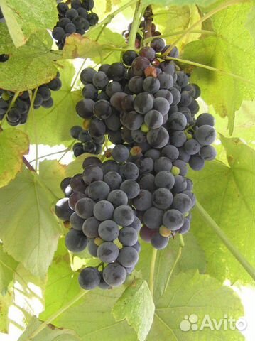 Виноград изабелла, кустики