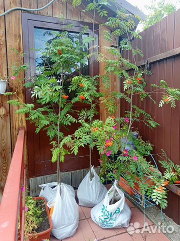 Рябина саженцы