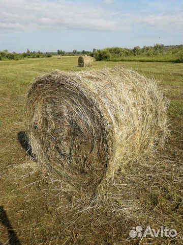 Сено в рулоне