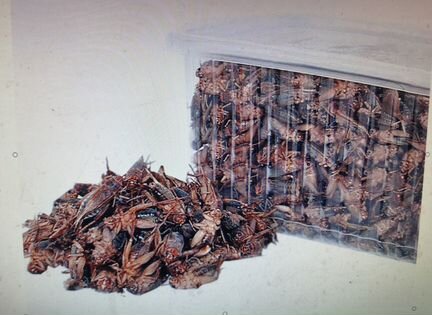 Банановый сверчок (замороженный)