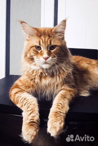 Вязка с котом Мейн-куном