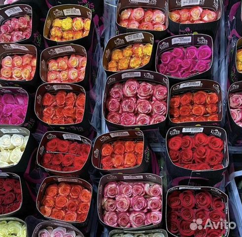 Роза Эквадор