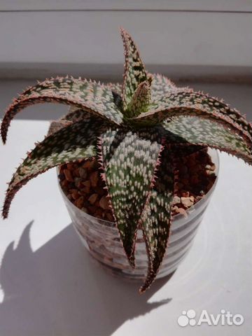 Алоэ сортовое витро