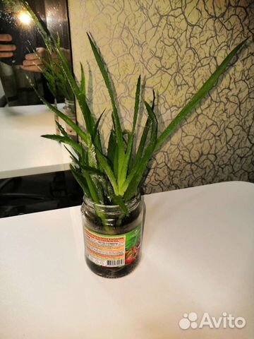 Отростки от цветка Алое