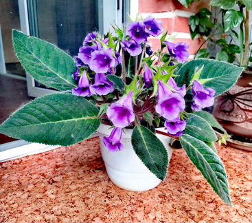 Глоксиния махровая