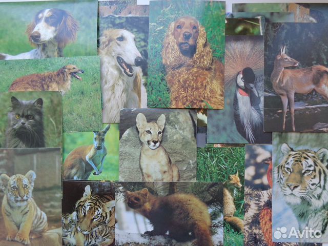 Открытки животные Чехословакия, СССР