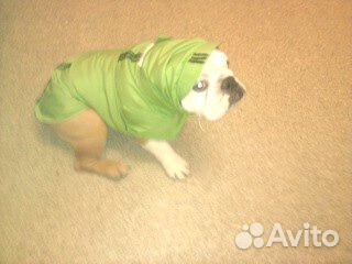 Большой выбор Одежда для собак животных