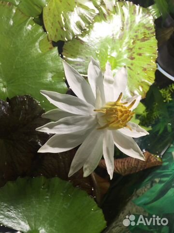 Аквариумные растения