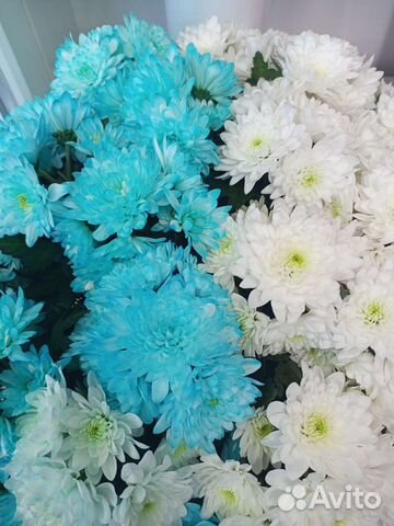 Хризантема кустовая