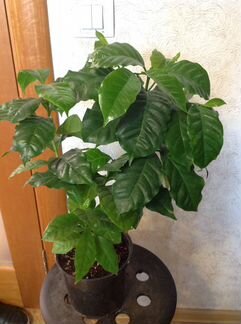 Кофе плодоносящий комнатный пышный куст и не тольк