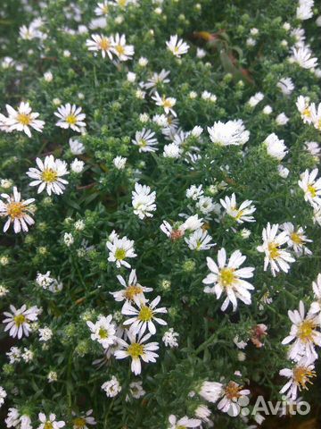 Вересковая астра