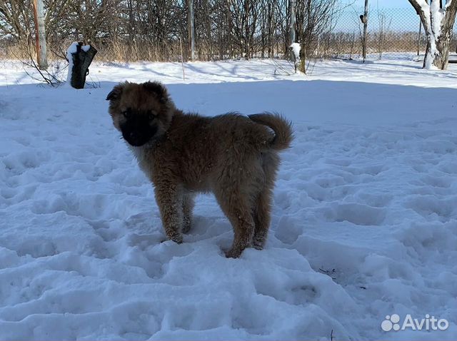 Чудесный щенок мальчик ищет дом