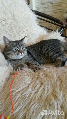 Котик в ответственную семью (пятнистый табби)