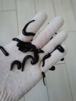 Пиявки медицинские