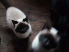 Две кошечки и котик ищут дом объявление продам