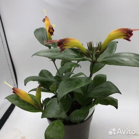 Эсхинантус 