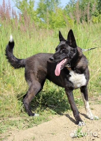 Собака Голди