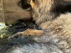 Немецкая овчарка щенки бесплатно объявление продам
