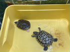 Две черепахи объявление продам