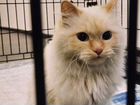 Тайская кошка бесплатно в добрые руки объявление продам