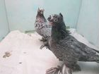 Продажа узбекских голубей объявление продам